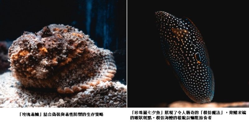 海底也有魔法師？ 屏東海生館揭開海洋生物隱形術  從偽裝到模仿 展現海洋生物生存智慧