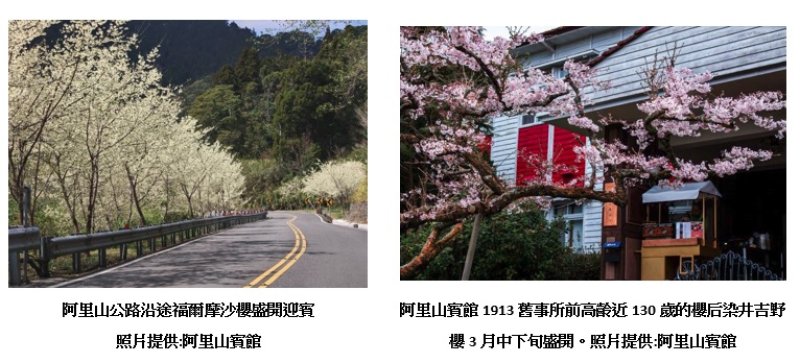 春遊阿里山正當時 阿里山賓館推燈會住宿優惠搶攻花季