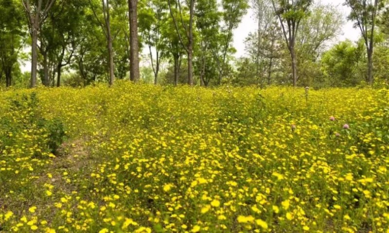 北京溫榆河公園保護原生植物 打造抱莖苦蕒菜花海景觀