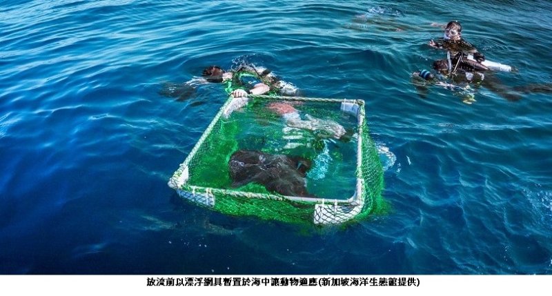 高科大參與國際復育行動　完成臺灣首例波口鱟頭鱝跨國標識放流