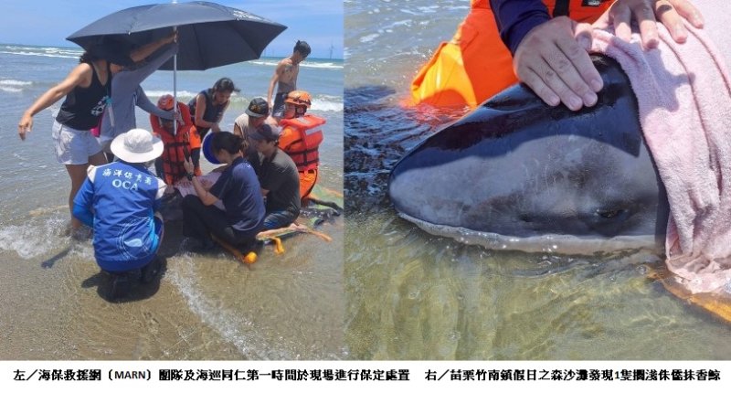 苗栗竹南驚見侏儒抹香鯨擱淺　海保署搶救緊急送往岸置中心治療
