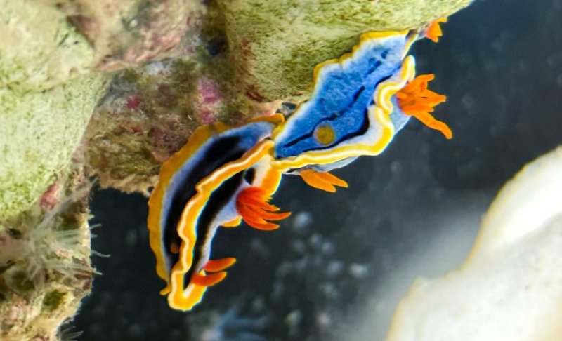 屏東海生館驚見外星生物？！暑假限定「海底珠寶」海蛞蝓繽紛亮相