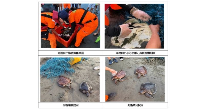 七股頂頭額沙洲3海龜遭漁網纏困  海巡即時救援脫困送醫