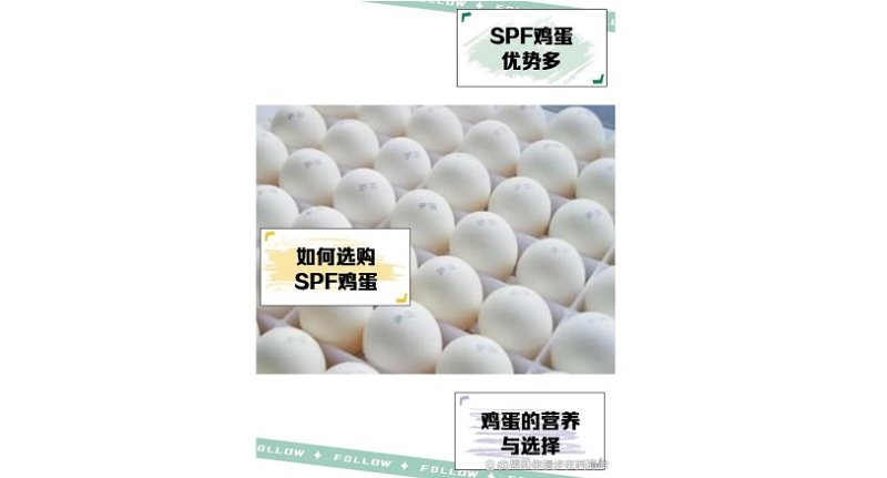 北京「鑽石雞蛋」出口創新高　40多萬枚拓展海外疫苗市場