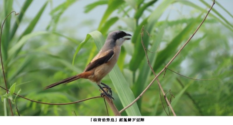「棕背伯勞鳥」超孤僻歹逗陣