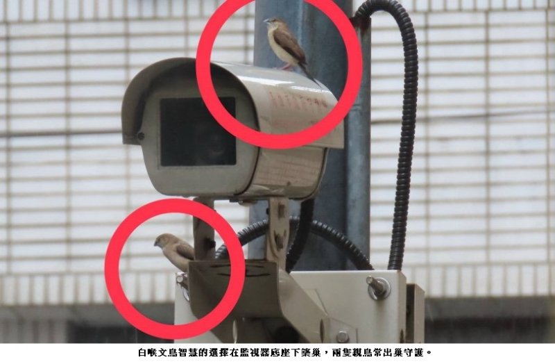 認命的小文鳥難辛躲在監視器下傳宗接代