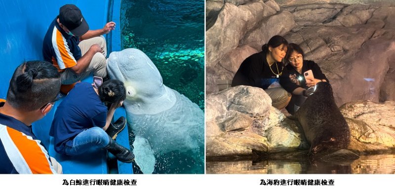 海洋生物怎麼做眼睛健檢？屏東海生館揭幕後日常照護與準備