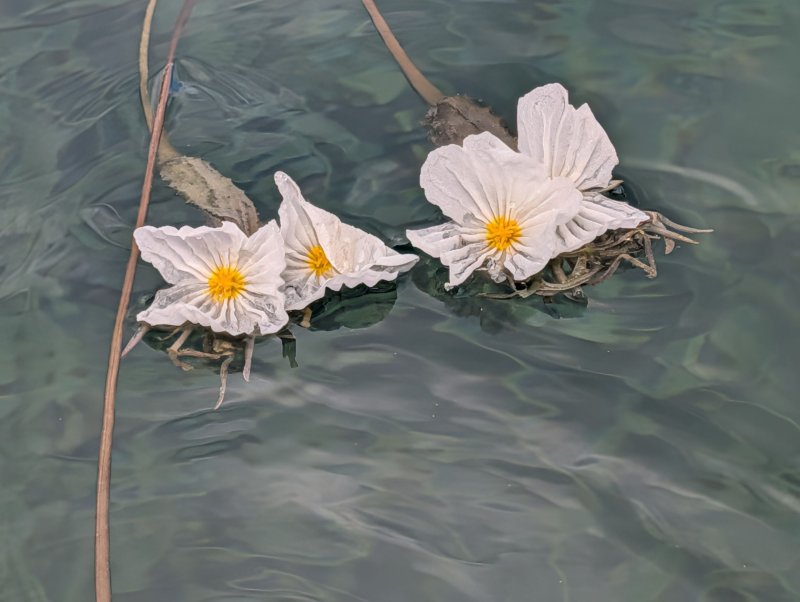 雲南海菜花，故意改成「水性楊花」，不雅。