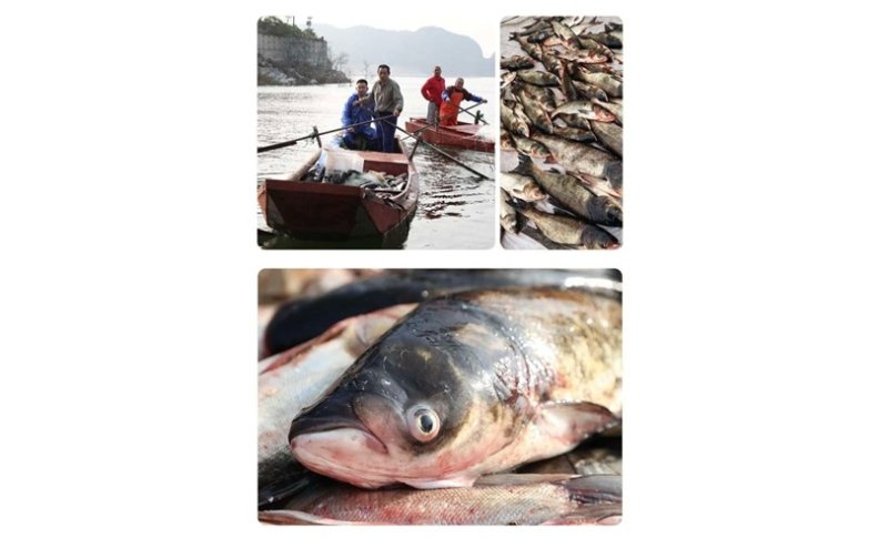 密雲水庫魚鮮美受青睞　北京魚王美食文化節迎金秋
