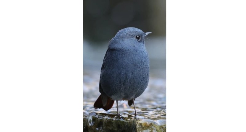 北京亮馬河迎來「大藍莓」　紅尾水鴝萌樣吸引鳥友朝聖